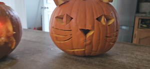 Our pumpkins this year. | Grey Bruce Explorer & Beyond