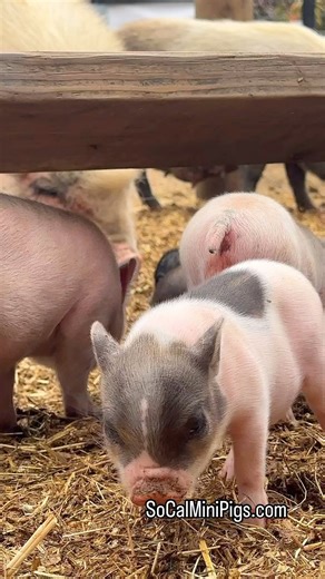 2.9K views · 21 reactions | So many cute baby piglets running around our farm right now! The perfect time to visit us!! SoCalMiniPigs.com #piglet #babypigs #minipiglife | socalminipigs.com | Facebook