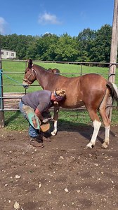 36K views · 543 reactions | Emma getting her first set of shoes. Getting her all ready for the show. She has seen the chiropractor already. She gets a massage and kinetic tape Friday. Shana Gorey | Missouri Mule Makeover/Ozark Mule Days | Facebook