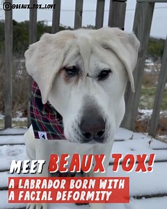 2.5M views · 257K reactions | This neglected dog with a facial deformity struggled to find a loving forever home, until a kind woman saw his photo on social media! Thanks to @beaux_tox_love for allowing us to share his inspiring story. Check out more of his heartwarming videos and photos at: instagram.com/beaux_tox_love | iHeartDogs | Facebook
