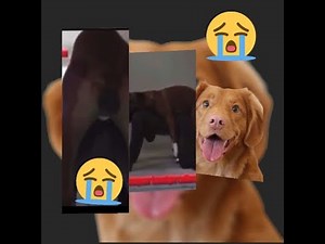 BESTIALITY | HUMANS HAVING SEX WITH ANIMALS,THE EFFECTS #lekki #doggo #doggydoggy #dogs