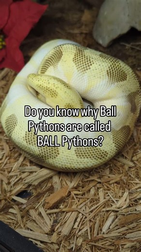 Orange dream Butter Fire Super Enchi Female Ball Python This absolutely STUNNING girl was giving us a great demonstration of the "ball" part of their name! #twincitiesreptiles #ballpython #reptiles #snakemorph | Twin Cities Reptiles, Inc | Facebook