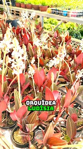 A Ludisia, conhecida popularmente como Orquídea Pipoca é uma planta altamente ornamental e que faz o maior sucesso! Nesse vídeo te damos uma dica bem importante sobre essa belezinha 🥰 #lojaplantei #orquideapipoca #orquideas #ludisia #loucosdasplantas #colecionadoresdeplantas | Plantei Garden Center