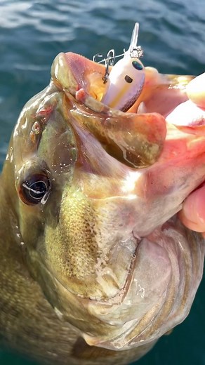 The Damiki Disco Deep 38 doing work on some big smallies! #BFS #BFSFISHING #baitfinesesystem #bassfishing #damiki #finesefishing #damikifishing #largemouthbass #smallmouthbass #spottedbass | Damiki Fishing Tackle USA