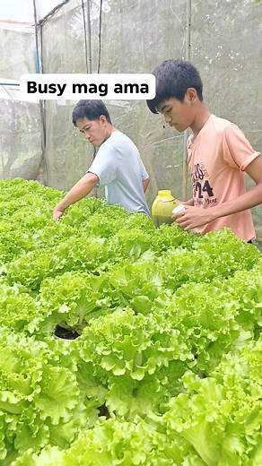 Naglagay sila ng FPJ fertilizer /organic yern #fblifestyle #everyoneシ゚ #provinceLifestyle #MarinduqueProvince | Enaj L Lanot