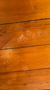 Your cats will have a new cleaning companion with the Roomba Combo® i5 . Thanks to its 4-Stage Cleaning System, it easily handles pet hair and dirt on both carpets and hard floors! | iRobot