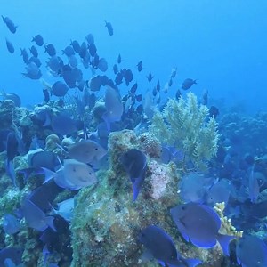 1.7K views | Shearwater Research on Reels | Facebook