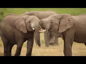 When Nature Calls - The Raw Power Of Animals Mating