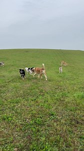 Szansa, Mia, Kredka, Myszka i Ałabaje :) poranny trening przywołania od zabawy z psami:) | Legendary StarDust Farm