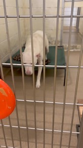 106K views · 550 reactions | Adoptable dogs  | Humane Association of Warren County | Facebook