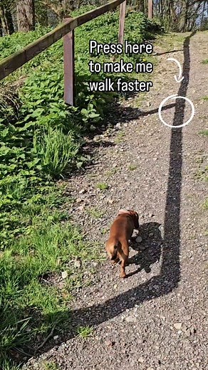 Me sniffing around..tap to activate turbo mode #instadogs #dogreels #cutedogsofinstagram #petreels #dogsofinsta #dogsoftheworld #doxielove | Fynnley the Dutch dachshund