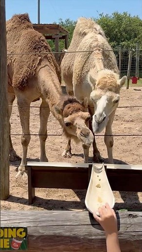 CAMELS Snack Time!🐪Our First Camel Feeding Experience #shorts #animalshorts #camel #animals #short