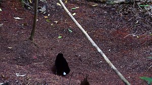 Western or Arfak parotia, waiting, seeing, catsching for his wife (Parotia sefilata) 1 | BIRDS & Nature
