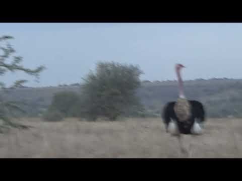 🔥 The ULTIMATE Male Ostrich Dance! This is How He Gets ALL The Girls!