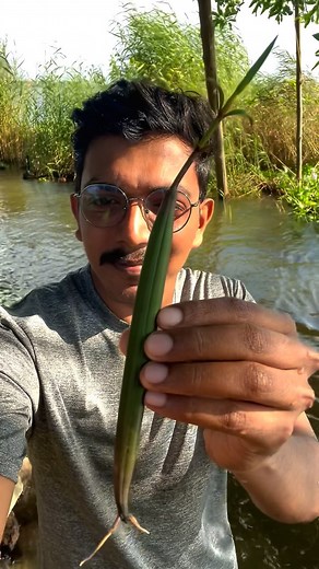 427K views · 3.7K reactions | ഇത് ശെരിയാകുമോ ? 掠 #islandbroz #mangrove #mangroves #plants #viralvideo #tree #plant | Island Broz | Facebook