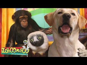 Happy Chimp and Pup! Ball Chase Fun! | Zoboomafoo - WildBrain | Learn about Animals!