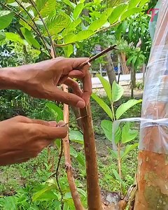 29K views · 149 reactions | How to easily turn cuttings into thriving plants. | Fabiosa Better World | Facebook