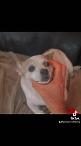 Mind reader! 🔮 | Jonny Snow The Dog