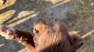 1.1K views · 32 reactions | English Below Här är Brownie och en ny...