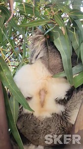 Peek a boo 🙈, I see you 👀. Meet Frosty ⛄️ the koala from Flaxley, South Australia, Australia. He was picked up by Adelaide Hills Kangaroo Rescue after he was found sitting stunned 😯 in the middle of the road🛣 . We can only assume he was struck by a vehicle 🚘 and left. Thankfully 🙏 he seems to have escaped any major injuries 🤕. Frosty will remain in care with us for some R and R 😴 and will hopefully return home 🏡 soon. Isn't he just such a good looking koala 🐨? (For those wondering the 