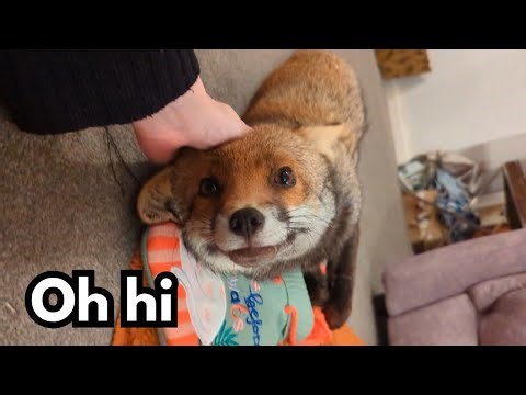 Petting my urban fox friend (Part 5)