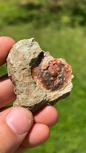 Naturally broken Kentucky Agate specimen. This one has some sweet botryoidal growth. #agate #rnt #rocks #geology | Taylor Pfanstiel