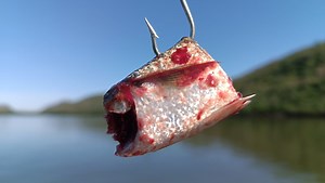 220K views · 4K reactions | Cómo Pescar Pargo Grande con esta Carnada | Kiki Pesca | Facebook