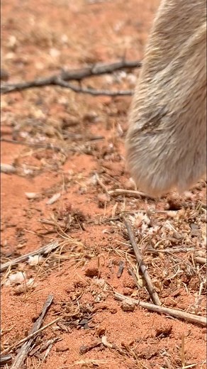 11K views · 139 reactions | Lovely goats grazing by the #argan trees  | Morocco Shiny Days | Facebook