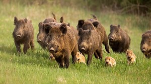 330  caught: Townsville braces for wild pig surge