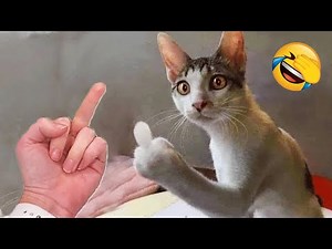 Funniest Animals 😂 Best Funny Cats and Dogs Videos 😺🐶 Part 4