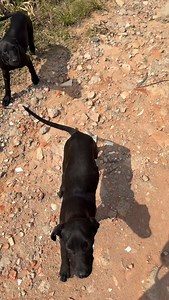 Nem todos os encontros são por acaso… Alguns são destinos traçados pelo coração. Somos criadores de cães, sim mas antes de qualquer título, somos amantes incondicionais desses seres puros. Não importa a raça, o sexo ou a cor… para nós, cada vida importa. Esses pequenos olhares curiosos e cheios de esperança encontraram mais do que abrigo: encontraram amor, respeito e liberdade. Eles farão parte de uma matilha onde correrão soltos, com segurança e dignidade, porque acreditamos que todo cão merece