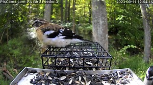 2.5K views · 178 reactions | Yesterday we saw a female rose-breasted grosbeak visit PA Bird Feeder 3 several times and this afternoon we've been seeing an immature male rose-breasted grosbeak. These are stop over birds duing the fall migration. Since this feeder station is located in a remote weeded location, we're seeing a variety of birds we haven't seen before duing the fall migration. | PixCams | Facebook