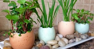 How To Make A Practical Eggshell Planter