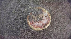 Watch 10,000 Maggots Scarf Down a Pizza in Two Hours