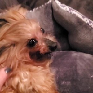 Eddie nods YES | Eddie on Wheels