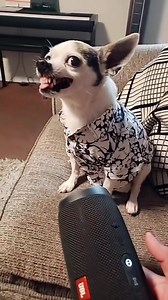 20 reactions | Manchas does not like Fart Sounds 藍藍 #chihuahua #funny | Chihuahua Lovers Family | Facebook