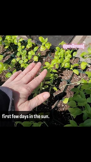 @yardfarmsnj #suburbanfarm #microfarm #suburbanfarming #nj #farmlife #suburbanagriculture #grow #growyourownfood #ediblegarden #suburbanhomestead | Yard Farms