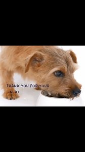 Our gratitude to our In-Kind Donors💙💙💙 May your kindness be rewarded🙏 In-kind donations are always needed by our rescues. Consider donating now🙏🐾💙 | Aspin Academy Corp.