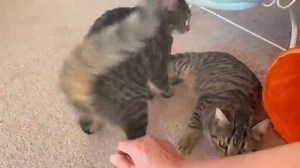 Humane Society of Manatee County on Reels | Facebook