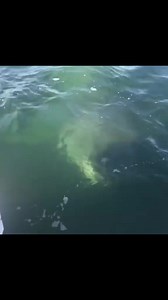15K views · 225 reactions | Great white shark encounters compilation. | Oceanic Society | Facebook