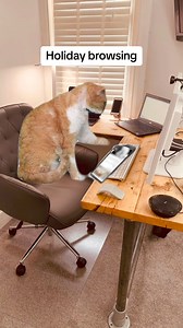 29K views · 665 reactions | Cat Memes on Reels | Facebook