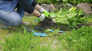 Is it too late to divide your Hostas? Learn the best timing and get step-by-step tips! Check the comments for more! | Garden Lovers Club