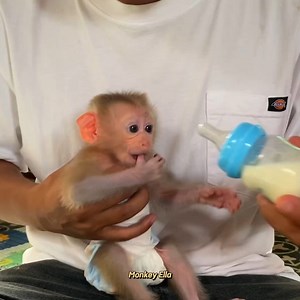 Feeding & Take Cares Cute Baby Monkey Ella 🐒🥰 | Baby Monkey Life