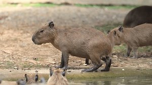 Capybara, die größte Meerschweinchenart der Welt,: Stockvideos & Filmmaterial (100 % lizenzfrei) 3878289909 | Shutterstock