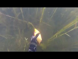 Kris Spearfisher - Cressi Saetta 88 in Action