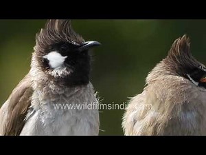 Cheery White-cheeked Bulbul of the hills has jaunty crest atop its head, and yellow vent below tail