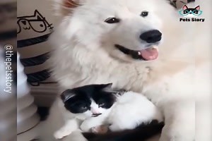 witziges Video 'Friendship has no distance' - FUNPOT