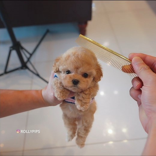 ROLLY TEACUP PUPPIES KOREA 🇰🇷 INC. on Instagram: "SKIP the female #Maltipoo is getting her favorite combing time. Excellence in coat quality, and amount of coat with big eyes.💕💕 . . #dogmom #maltipoopuppy #maltipoosofinstagram #dogsofinstaworld #dogofinstagram #maltipoolove #maltipoonation #dogslife #dogs_of_instagram #maltepoo #dogstagram #dogsofinstagram #dogsofig #dog_features #dogsitting"