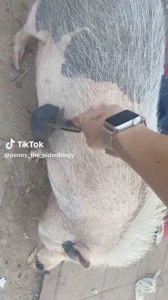 Cute Pig Penny Enjoying ASMR Eating Compilation