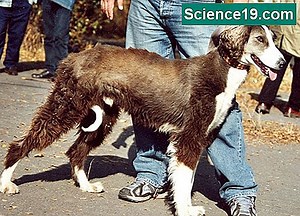 Kako napraviti agar ploče 💫 Znanstveno-Popularni Multimedijalni Portal. 2025